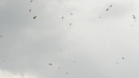 hojas volando salvajes por el cielo en una tormenta