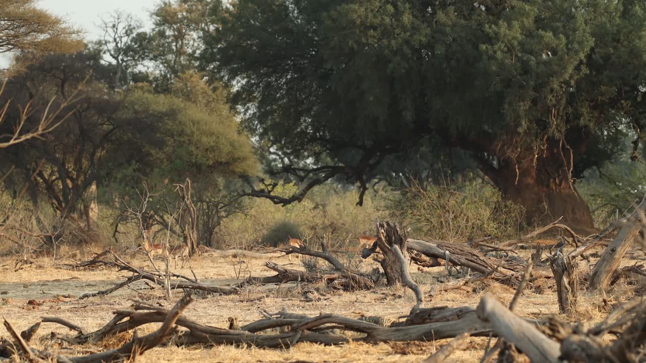 A lone young wildebeest is walking through the dry landscape of Mapungupwe National Park with impalas moving in the background.