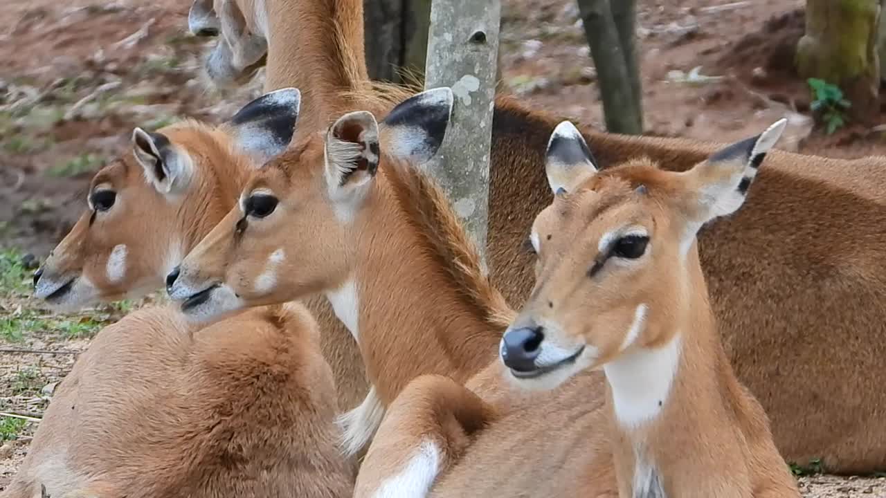 동물원 에서 고 는 암 돼지 사 의 무리