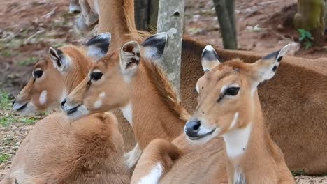 Herd-of-female-hog-deers-sitting-and-chewing-in-a-zoo,-close-shot