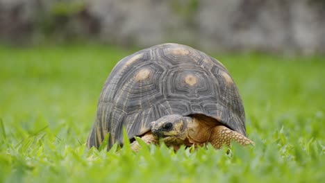 Close-up-of-a-chaco-tortoise-walking-on-a-grass-field