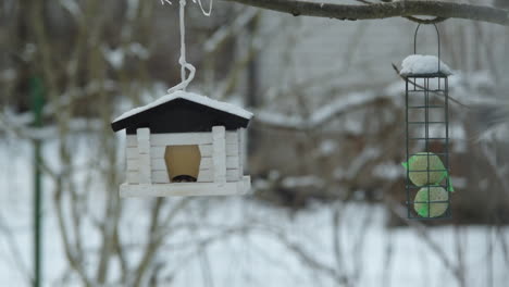 hanging birdhouse with tit -s. winter, snow