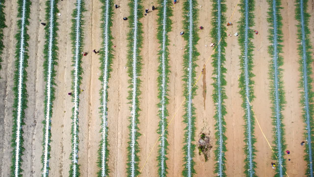 화창한 날 농작물을 재배하는 알아볼 수 없는 농부들