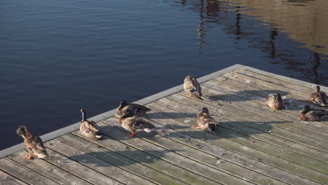 Eine-Gruppe-Von-Enten-Auf-Einem-Dock-Im-Charles-River-In-Der-Nähe-Der-Moody-Street-Bridge-In-Waltham,-MA