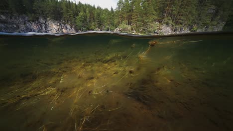 Schleimige,-Dünne-Unkräuter-Schwimmen-Und-Wiegen-Sich-In-Der-Langsamen-Strömung-Des-Flachen-Otra-Flusses