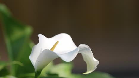 un lirio calla blanco, enmarcado por hojas verdes vibrantes, se balancea suavemente en la brisa de verano, una vista para la vista