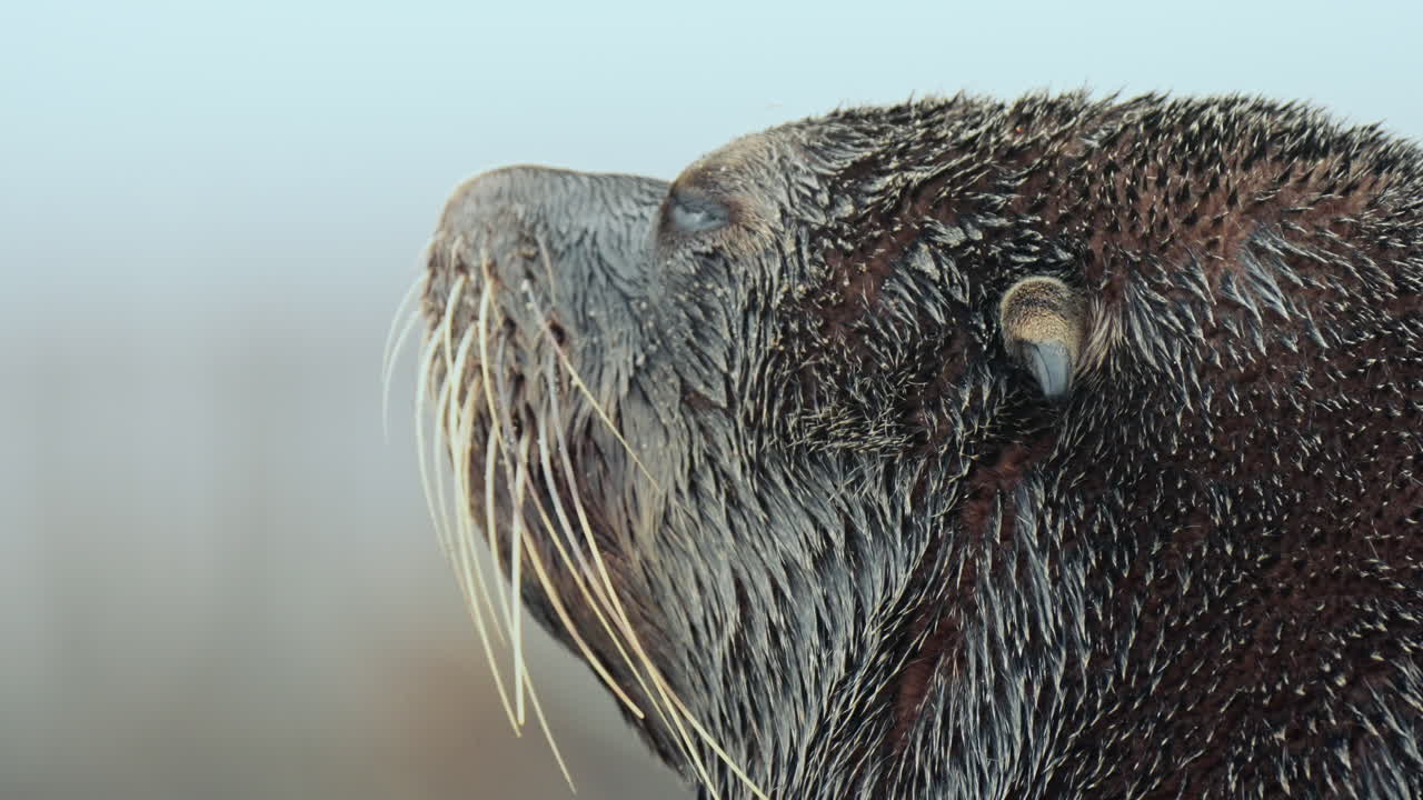 Close-up of a wet seal's head