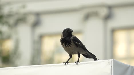 a crow perched on a white roof