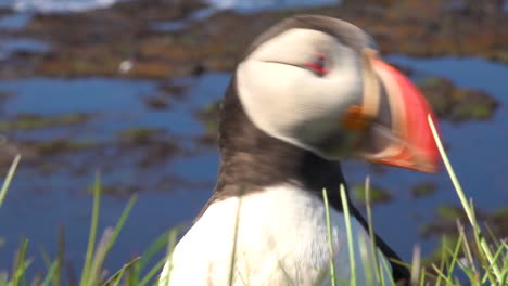 Bonito-Primer-Plano-De-Un-Lindo-Frailecillo-Posando-En-La-Costa-De-Islandia-Cerca-De-Latrabjarg-15