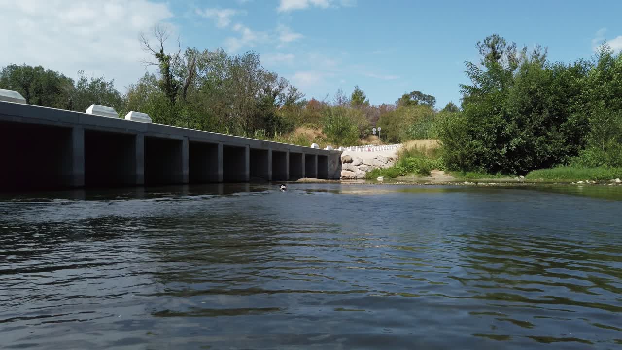 Panoramic of a Stray young dog fetching and running at European summer River