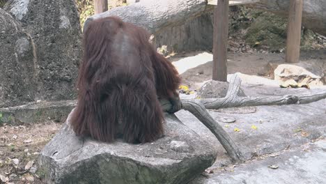 orangutan with long brown fur stands up and leaves rock