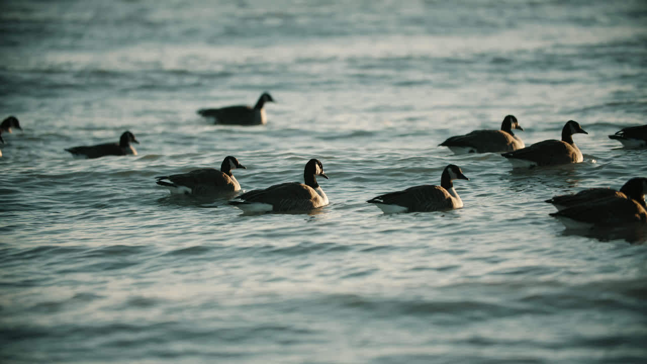 gansos canadienses salvajes nadando en las olas del agua del lago durante la puesta de sol de verano