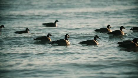 Gansos-Canadienses-Salvajes-Nadando-En-Las-Olas-Del-Agua-Del-Lago-Durante-La-Puesta-De-Sol-De-Verano