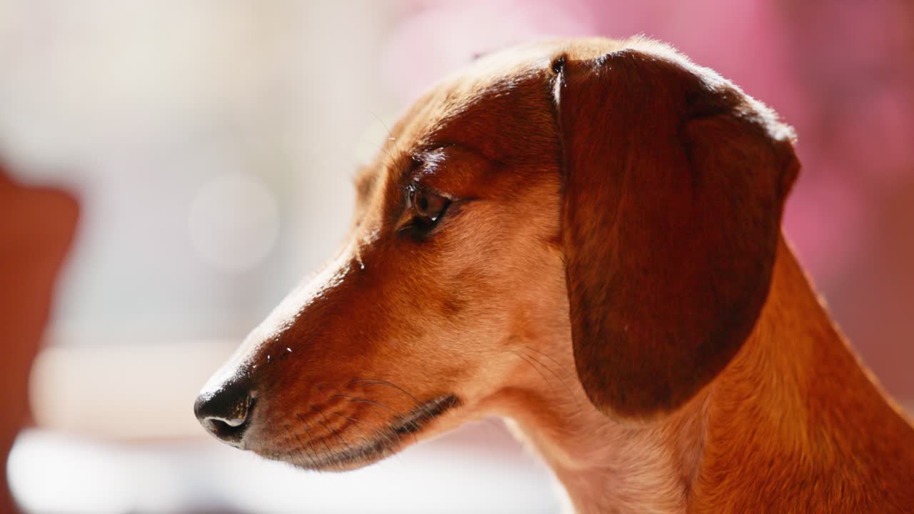 A red dachshund enjoys a sunny winter afternoon, lying on a couch and basking in the warm rays streaming through the window. The dog gazes intently before turning toward the sunlight.