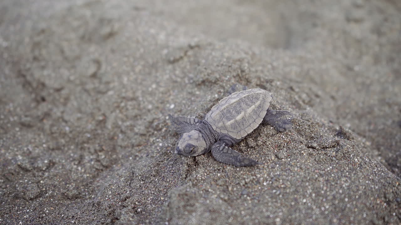 Olive ridley sea turtle, Lepidochelys olivacea, is heading towards the water at the nesting beach of Ostional Wildlife Refuge, Guanacaste, Costa Rica