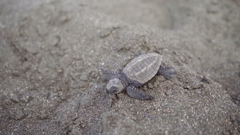 Tortuga-Golfina,-Lepidochelys-Olivacea,-Se-Dirige-Hacia-El-Agua-En-La-Playa-De-Anidación-Del-Refugio-De-Vida-Silvestre-Ostional,-Guanacaste,-Costa-Rica