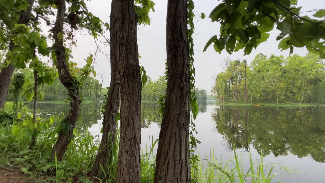 A tranquil wetlands scene featuring clear reflections of lush trees on still water. Captures harmony between water and forest, perfect for relaxation, nature, and environmental footage