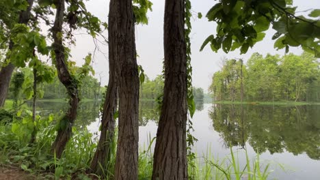 a tranquil wetlands scene featuring clear reflections of lush trees on still water. captures harmony between water and forest, perfect for relaxation, nature, and environmental footage