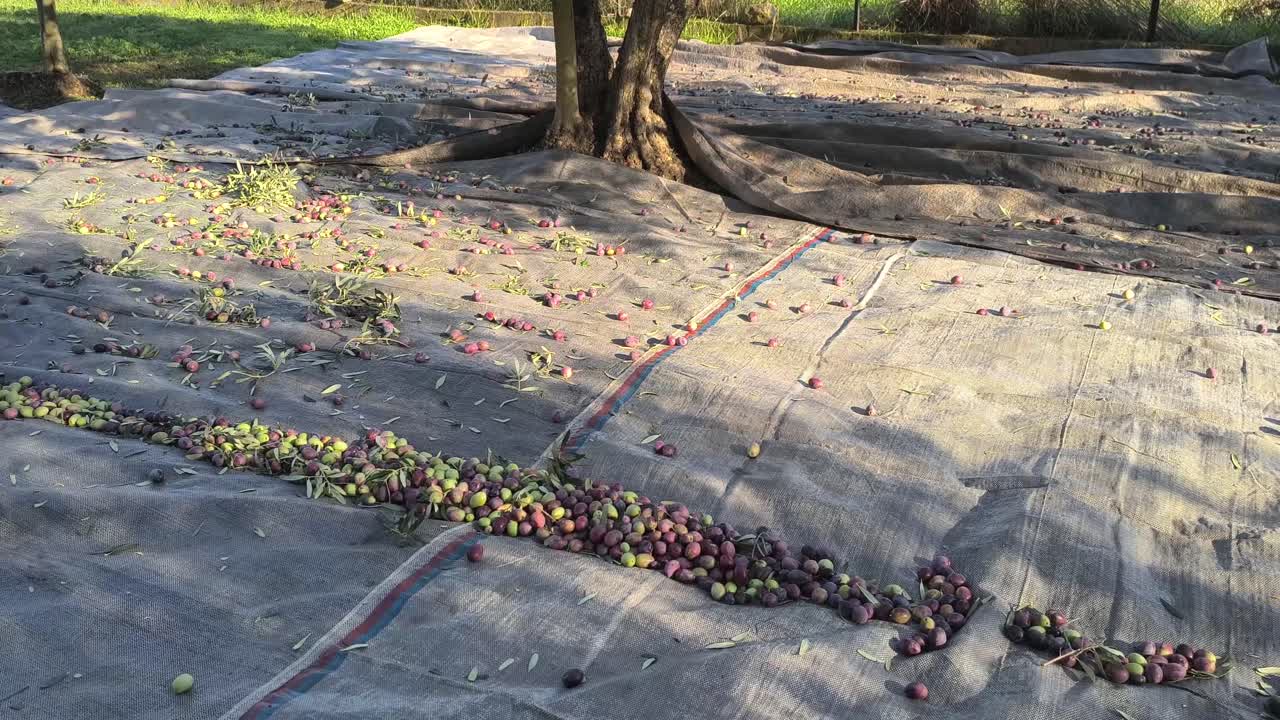 Olives Falling off the Tree, Olive Harvest Season, Olive Oil Industry