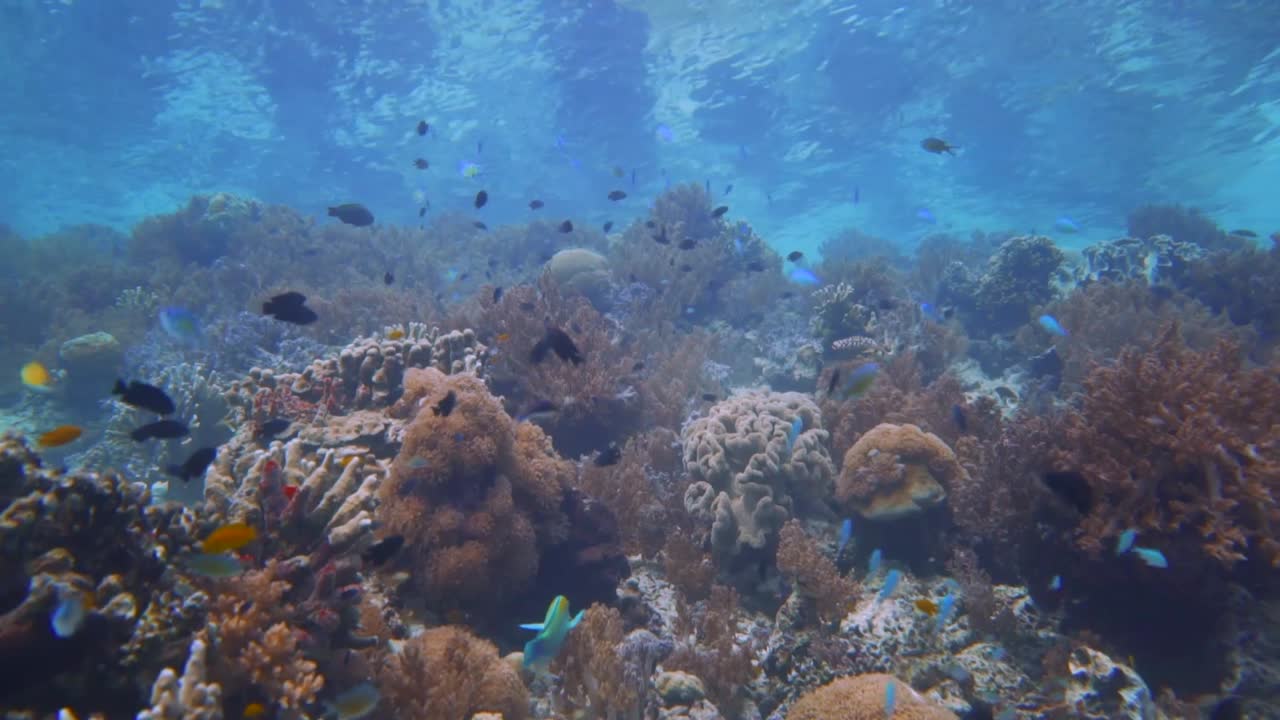 un hermoso arrecife de coral poco profundo en el sudeste asiático