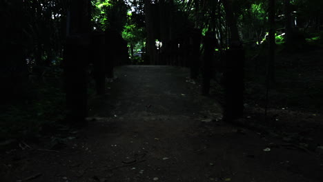 looking at the trees and passing by the green nature in thailand