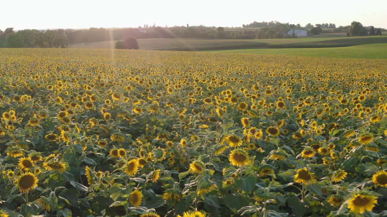 plataforma rodante aérea hacia adelante sobre el campo de girasoles hacia el atardecer, el amanecer