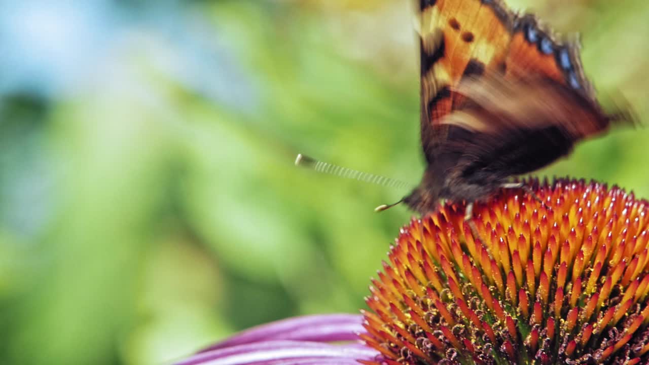 un primerísimo plano macro de una pequeña mariposa naranja de concha sentada sobre una flor cónica púrpura y recogiendo néctar