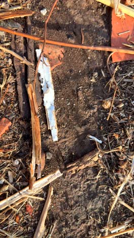 close-up of ground debris with ants