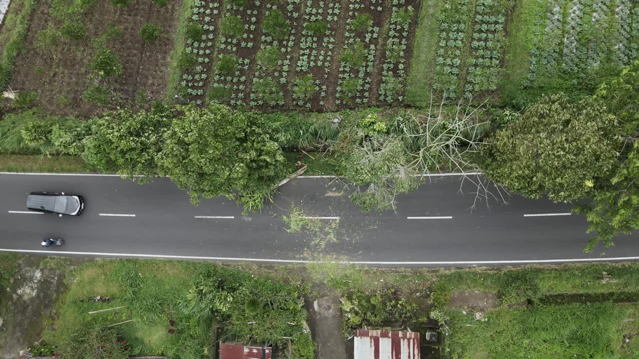 바람이 부는 날 쓰러진 나무가 있는 도로 교통