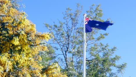 australian flag waving next to a golden wattle tree