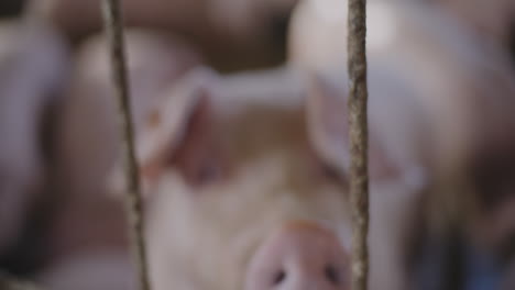 pig nose close-up in a farm pen