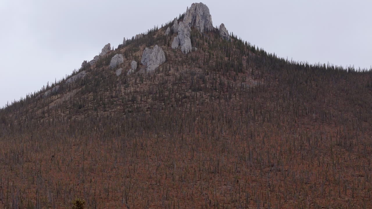 Spruce Woodland Down The Ogilvie Mountains At Dempster Highway In Yukon, Canada. Aerial Tilt-up Shot