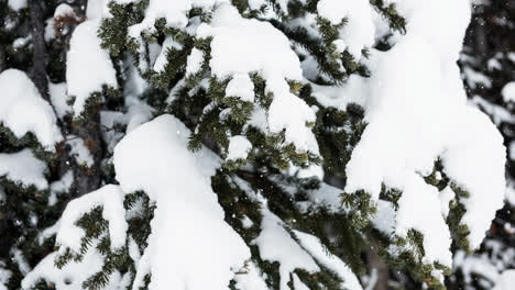 Animación-De-Nieve-Cayendo-Y-Patrón-Rojo-Sobre-Abeto-En-Un-Paisaje-Rural-Invernal