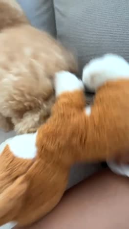 dog playing with a teddy bear on a sofa