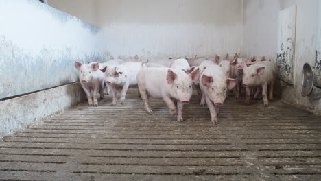 Ferkel-Bewegen-Sich-In-Der-Stallhütte-Auf-Die-Kamera-Zu