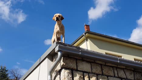 a young, brown dog looks down and barks