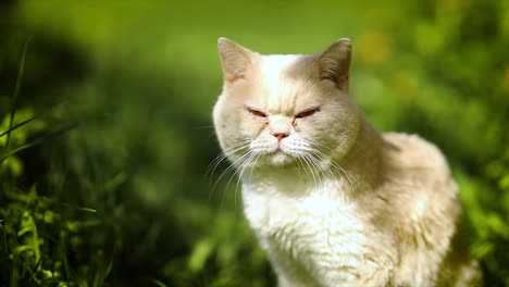 cat british on green grass in slow motion