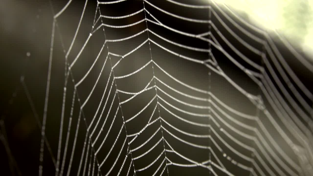 araña en el medio de la red de araña