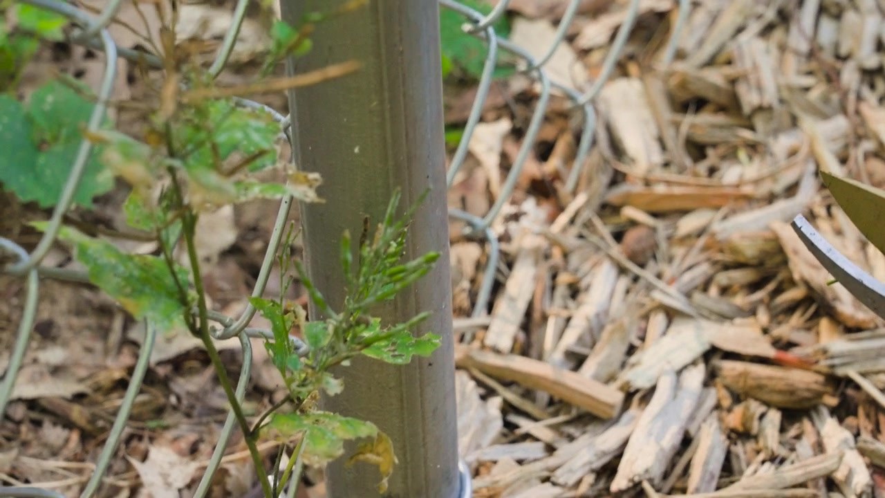 Garlic Mustard sprouting through a fence in Michigan.