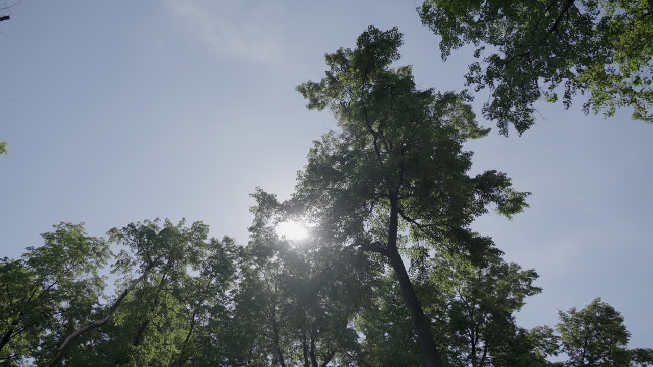 mirando hacia arriba a los árboles