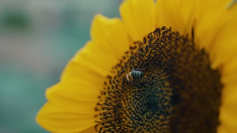 girasol floreciente y abeja comiendo néctar - macro