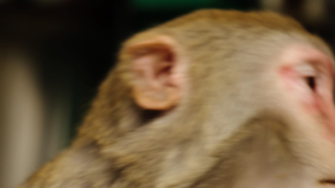 Close-up portrait of a Tibetan macaque (Macaca thibetana) with sharp detail on eyes and fur, highlighting its natural facial features.