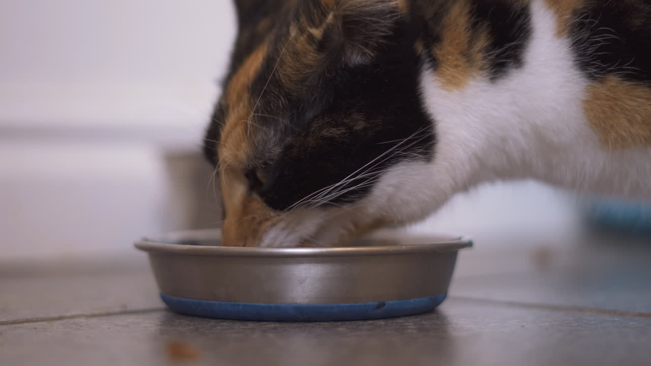 Katze frisst aus ihrem Napf in einer Küche