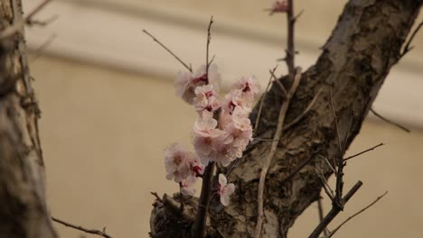 small group of plum blossoms on a tree