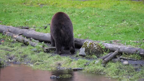 Brown-bear-walking-by-the-river-bank,-Alaska