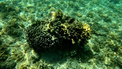 Underwater-view-of-the-rocky-corals-from-the-ocean-floor-with-a-nice-sun-rays-reflection-from-above