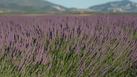 Flores-Florecientes-Del-Campo-De-La-Lavanda-En-Valensole-Provence