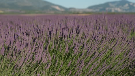 blossoming lavender field flowers in valensole provence