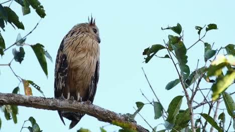 looking to the right as the camera zooms out, buffy fish owl ketupa ketupu, thailand