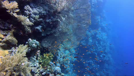 gregorian sea fan coral at the end of a beautiful reef wall with hard and soft corals all over it